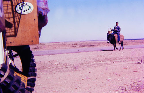 Donkey transport in Morocco